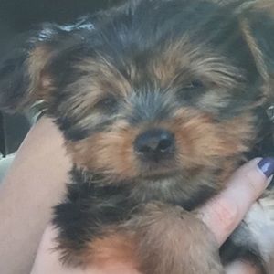 Meet your Posher, Ansam